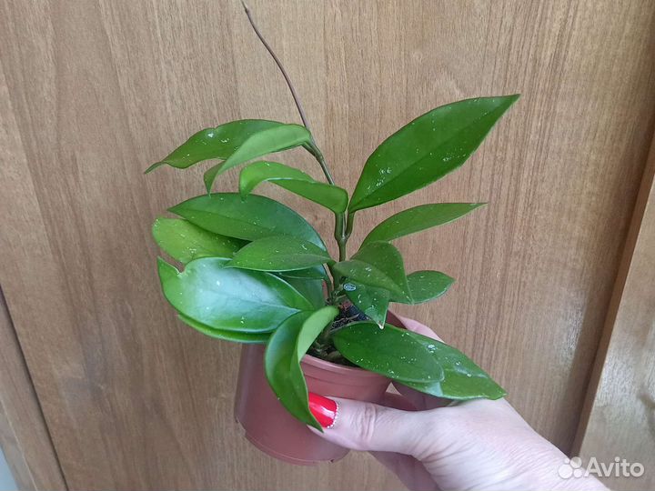 Хойя Публикалис Ред цвет красный