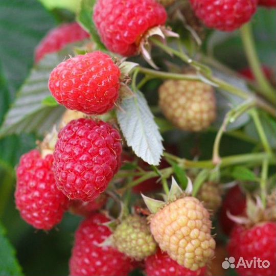 Саженцы малины