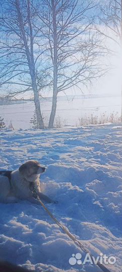 Собака Милка