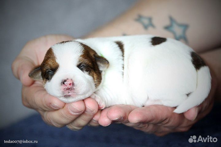 Джек Рассел терьер