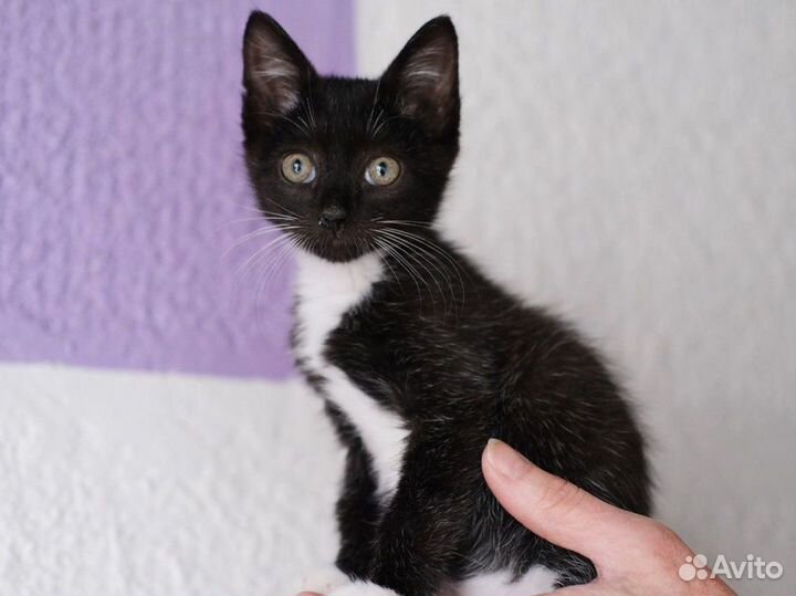 Бело-чёрный контактный котёнок мальчик