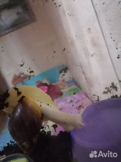 Улитки ахатины