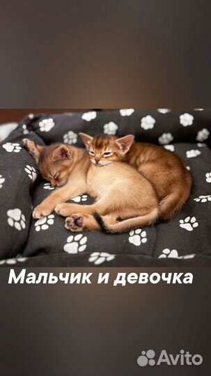 Аббисинские котята