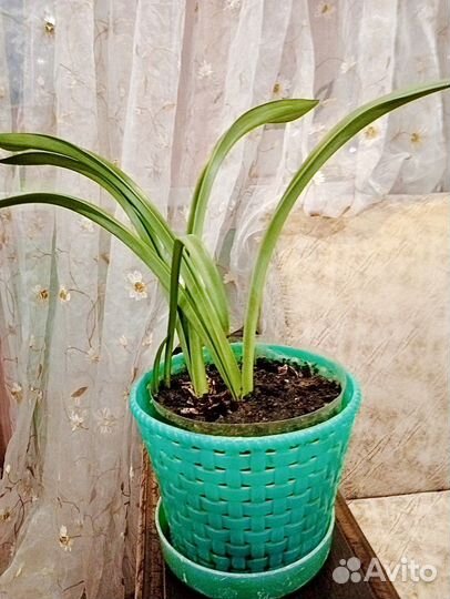 Гиппеаструм