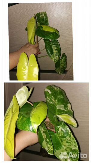 Филодендроны набором