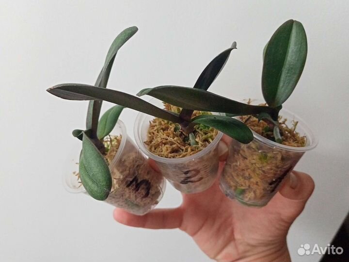 Орхидея фаленопсис