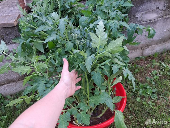 Рассада помидор