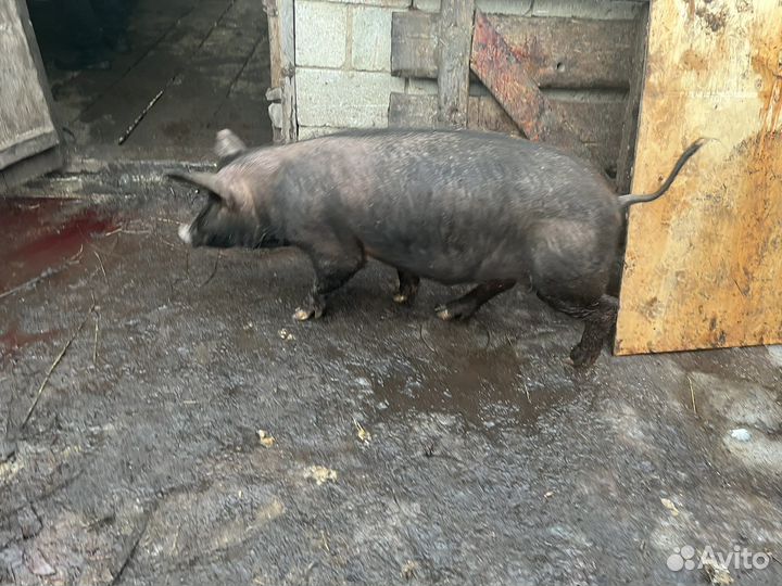 Хряк