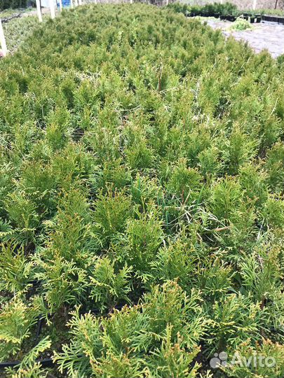 Саженцы хвойных растений