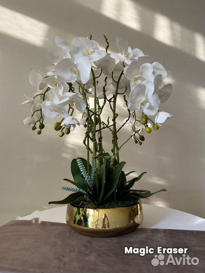 Орхидеи декоративные