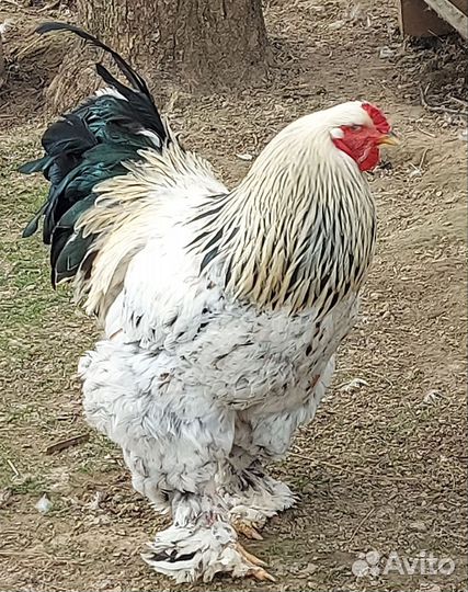 Инкубационное яйцо кур и индоуток