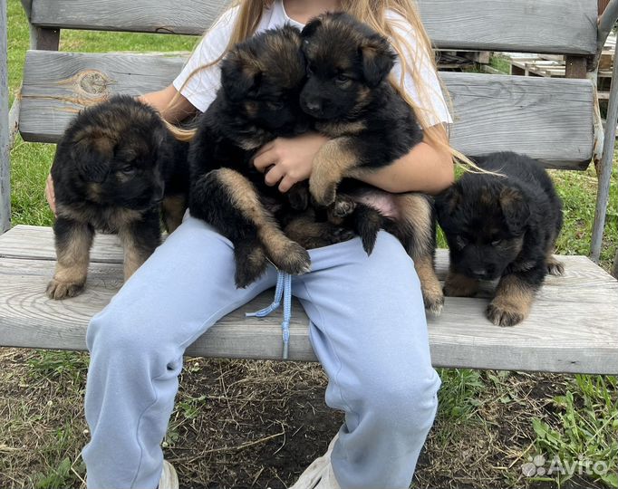 Щенки немецкой овчарки