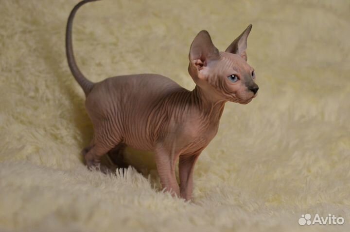 Девочка канадочка