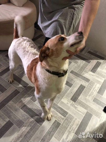 Собака в добрые руки