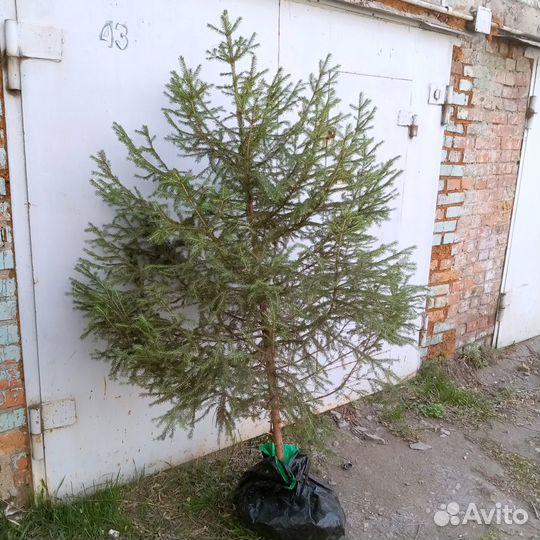 Саженцы Ель отборная, Лиственница и Кедр: до 2,5 м