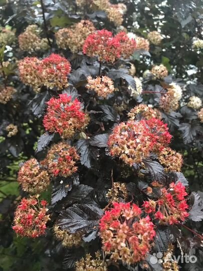 Пузыреплодник