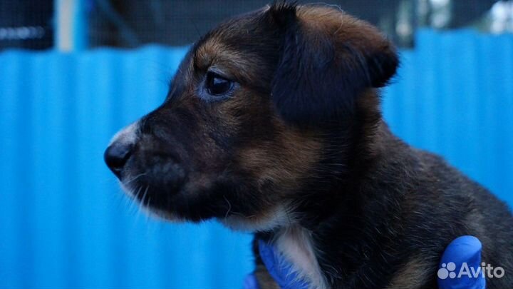 Серьёзная малышня в добрые руки