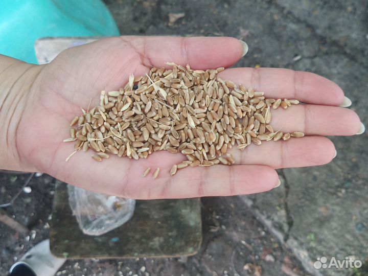 Зерно пшеницы