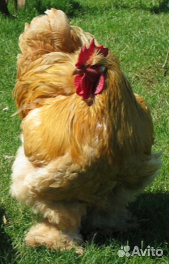 Петух чистокровный кохинхин на племя