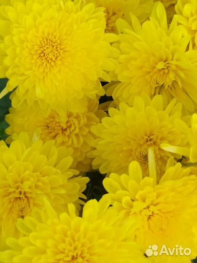 Хризантема корейскся