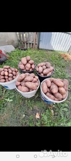 Продам Картофель Крупный