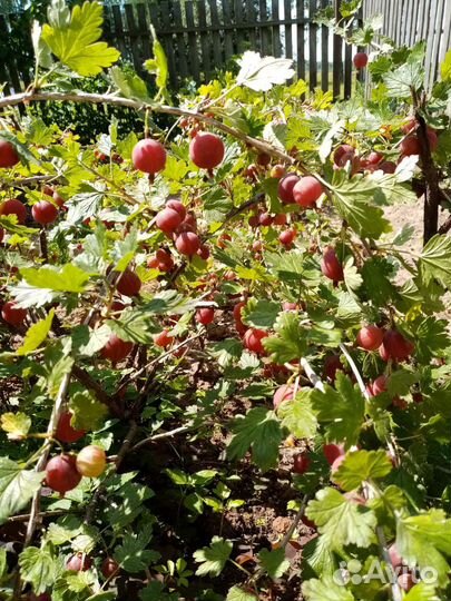 Саженцы крыжовника