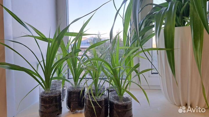 Панданус пальма