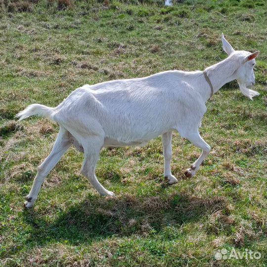 Коза молочная, козлята на племя