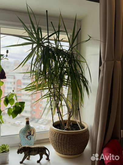 Пальма драцена