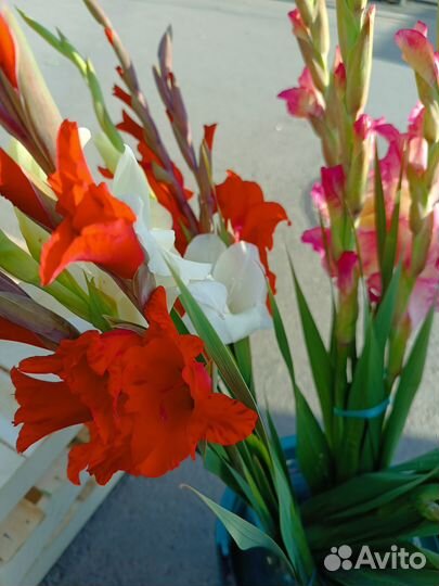 Луковицы гладиолусов разные