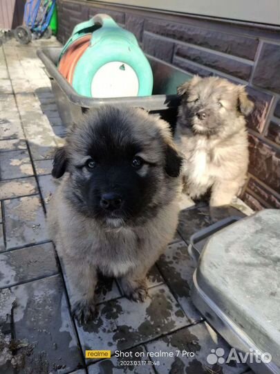 Щенки найдёныши