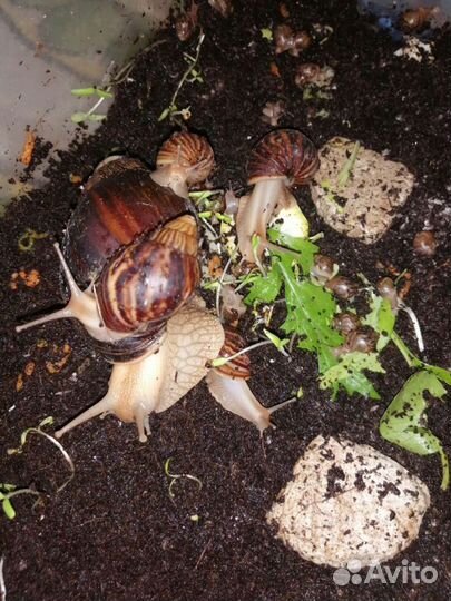 Улитки ахатины