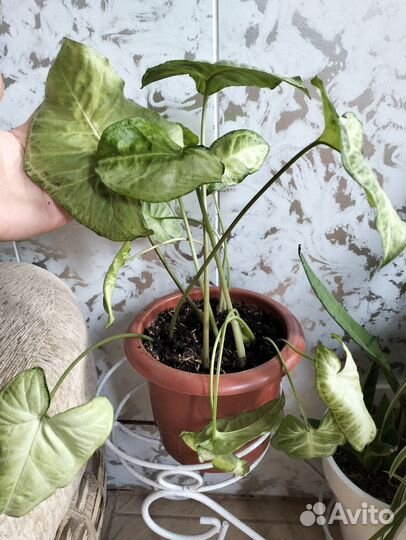 Аглаонемы/эпипремнум /аспарагус