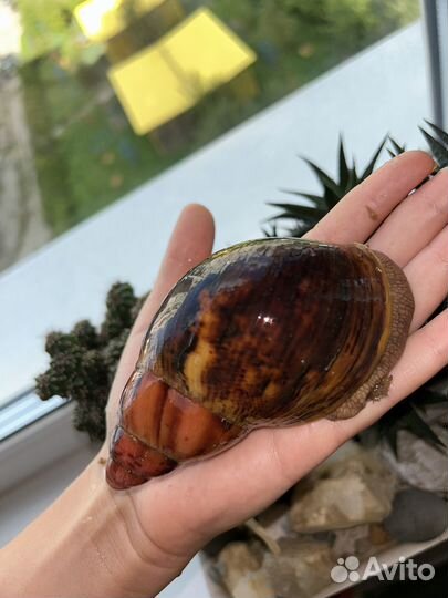 Улитки ахатина иммакуляте