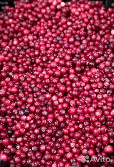 Черника, брусника, клюква