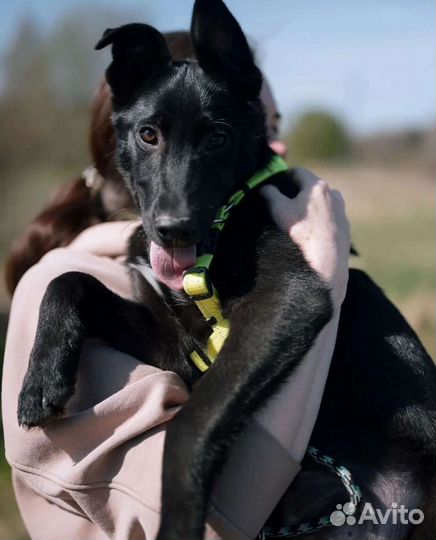 Щенок в добрые руки