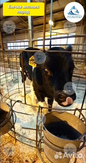 Телята, Бычки