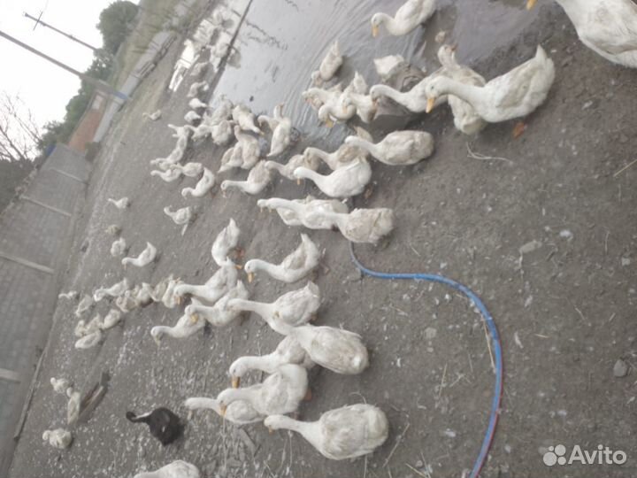 Утки и гуси