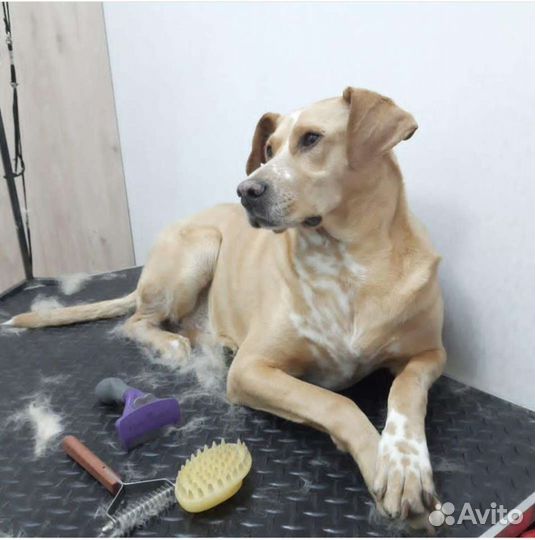 Тримминг, Экспресс линька, Вычес