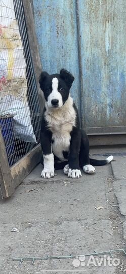 Среднеазиатская овчарка