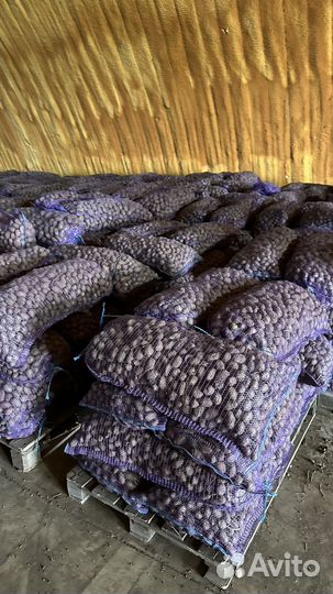 Семенной картофель