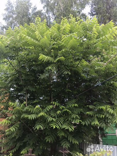 Маньчжурский орех саженец