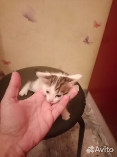 Кошка в дар бесплатно