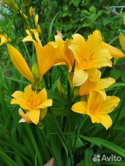 Хосты и многолетки