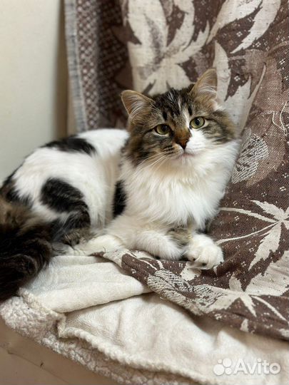 Ищем дом пушистой красотке