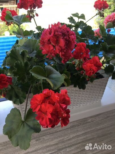 Пеларгония герань