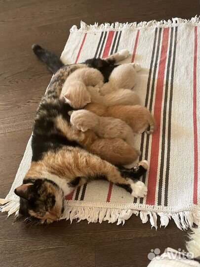 Кошки шотландцы