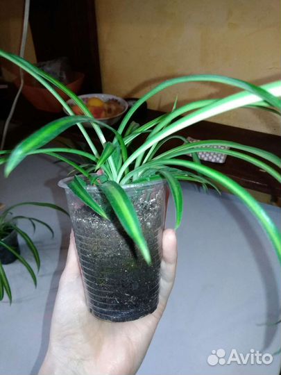 Хлорофитум