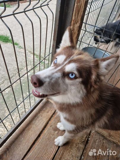 Сибирский хаски