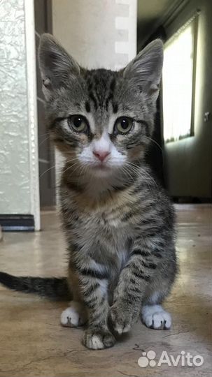 Европейская